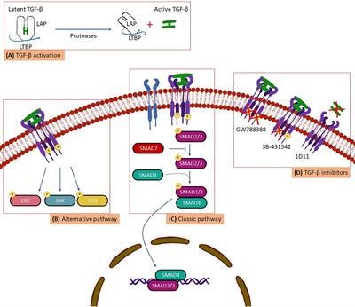 The Search for Biomarkers and Treatments in Chagas Disease: Insights From TGF-Beta Studies and Immunogenetics